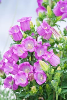 Purple Campanula flowers. Macro of flowers Campanula Portenschlagiana