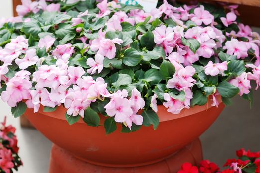 pink impatiens in potted, scientific name Impatiens walleriana flowers also called Balsam, flowerbed of blossoms in pink