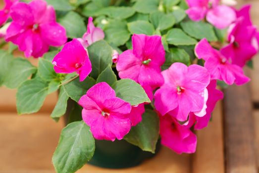 pink impatiens in potted, scientific name Impatiens walleriana flowers also called Balsam, flowerbed of blossoms in pink