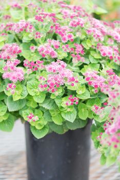 Ageratum, pink ageratum, pink pot plants in the black tray.