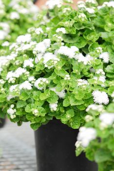 Ageratum, white ageratum, white pot plants in the black tray.