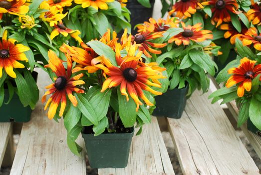 Yellow black-eyed susans, Rudbeckia hirta, flowering in a summer garden. potted plant