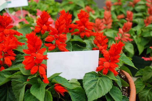 Red Salvia Splendens, Red flower pot plants in the black tray.