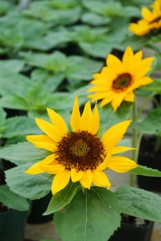 Helianthus annuus, small and potted sunflowers. dwarf helianthus, small flower size