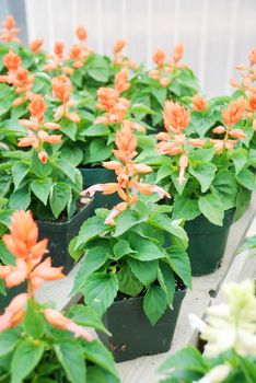 Salmon Salvia Splendens, Salmon flower pot plants in the black tray.