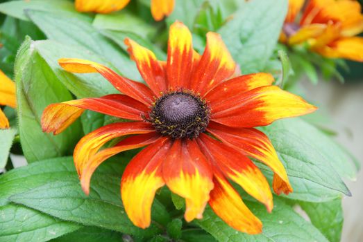 Yellow black-eyed susans, Rudbeckia hirta, flowering in a summer garden. potted plant