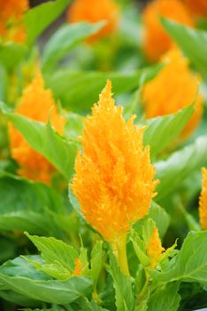 Yellow gold Celosia Plumosa in potted, dwarf celosia. Pot plants in greenhouse