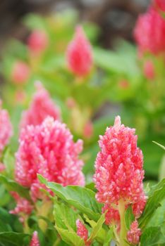 Pink Celosia Plumosa in potted, dwarf celosia. Pot plants in greenhouse