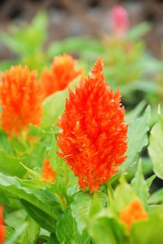 Red Celosia Plumosa in potted, dwarf celosia. Pot plants in greenhouse