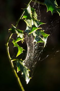 Close up of spider cobweb made white by beautiful effect of morning UK
