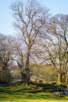 Bare tree in winter landscape Cumbria England