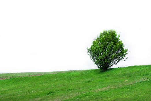 Single green tree on the grass isolated on white