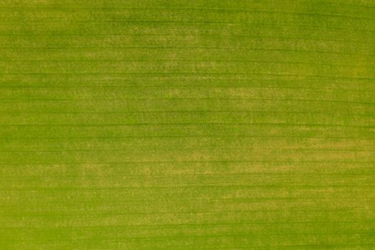 Green field texture viewed from above, spring scene