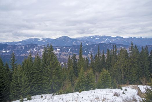 Green forest in a winter mountain landscape, Romanian Carpathians.