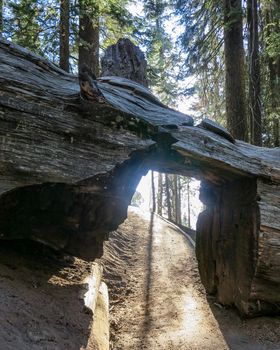 A huge old dead tree lays across a hiking trail in Sequoia national forest. Hikers can walk through.