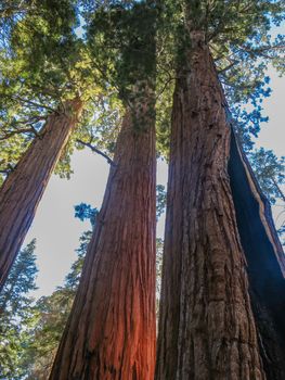 A ground level view of three amazingly tall california redwood trees in the Sequoia national forest taken in the day.