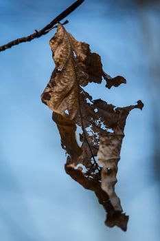 Close up of beech leaves in autumn