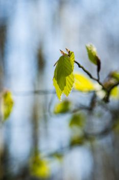 fresh green foliage of linden tree glowing in sunlight In Spring