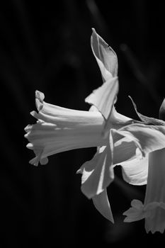 Beautiful narcissus or daffodil flowers. Small DOF. Close-up.