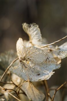 Dry plant in the winter landscape in UK