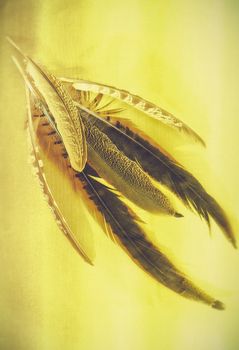 pheasant feathers against a plain yellow background