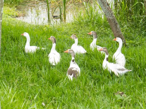 Group of white geese together on the lawn at the edge of a lake.