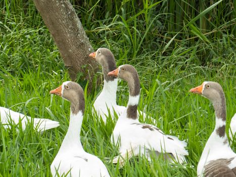 Several white geese together on the lawn on sunny day.