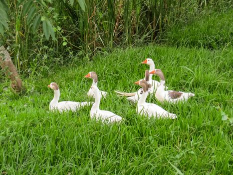 Several white geese together on the lawn on sunny day.