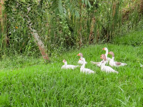 Several white geese together on the lawn on sunny day.