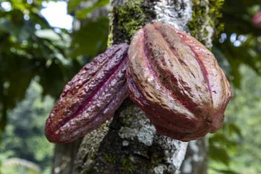 cacao fruit on a tree in the jungle
