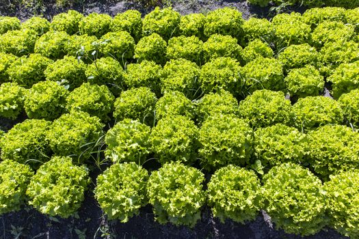 rows of fresh salad plants outdoor