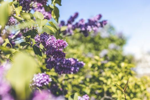 Lilac spring flowers bunch violet art design background. Blooming violet lilac flowers in a garden