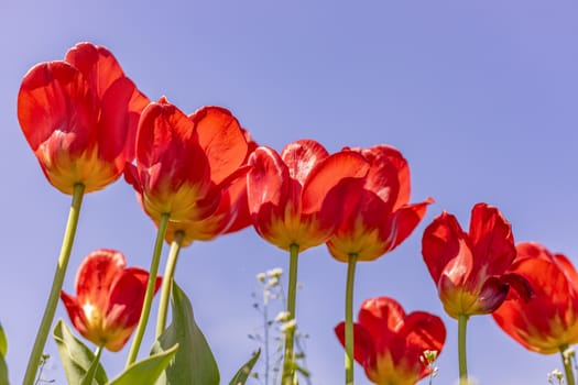 Bright red tulips on blue sky background. Colorful spring composition