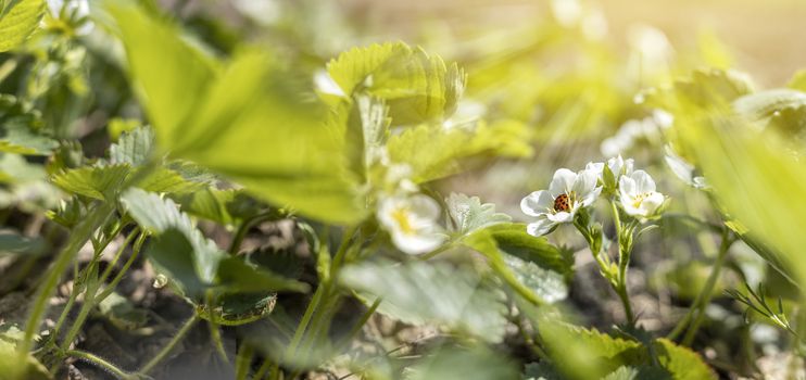 Beautiful spring strawberry flowers. Green field with white strawberry with ladybug. Closeup of spring flowers on the ground
