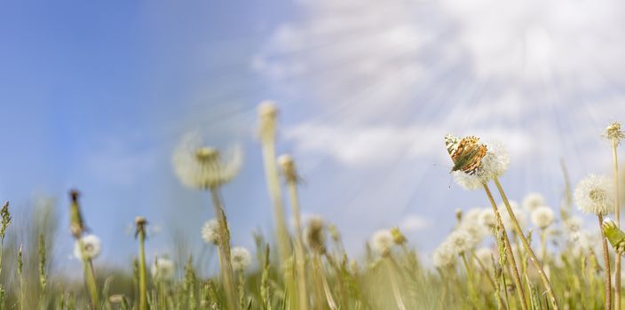 Panoramic view to spring background art with white fluffy dandelions and fluttering butterfly. Spring day, close up, shallow depths of the field. Meadow with spring flowers in sunny day.