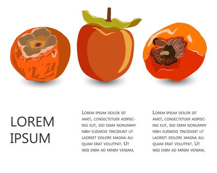Set with tropical kaki fruit and copy space vector illustration. Orange sharon fruit collection for design, banner, menu, poster.
