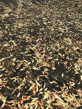 Leaf Litter After a Bushfire