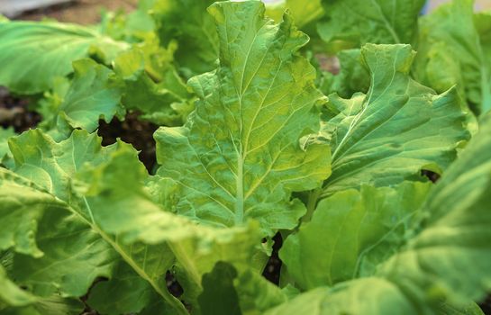 Close up of lettuce leaves. Group of lettuce planted in soil