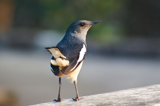 A beautiful oriental magpie robin female bird standing on the edge of a roof