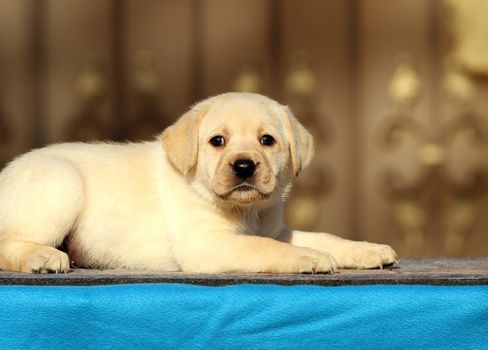 little labrador puppy on a blue background