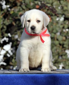 the little labrador puppy on a blue background