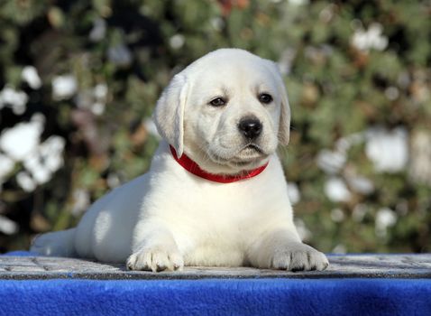 a little labrador puppy on a blue background