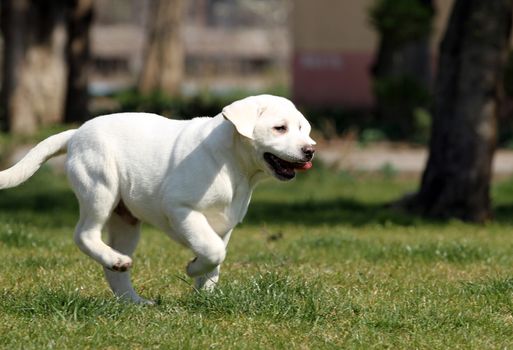 sweet yellow labrador playing in the park