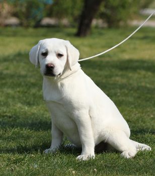 yellow labrador playing in the park