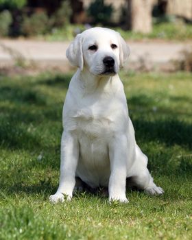 a sweet yellow labrador playing in the park