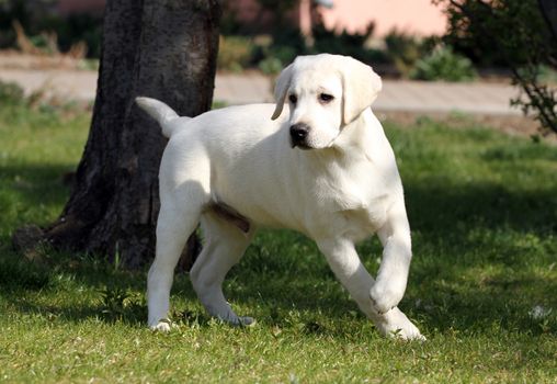 the sweet yellow labrador playing in the park