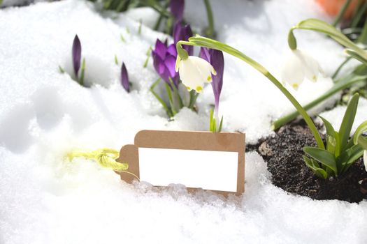 The picture shows a spring snowflake and crocus in the snow