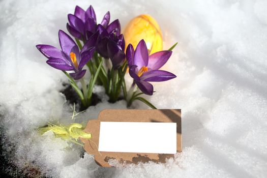 The picture shows a crocus and an easteregg in the snow