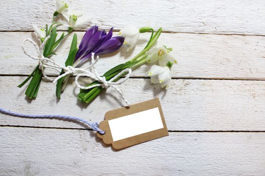 The picture shows early flowering plants on white boards