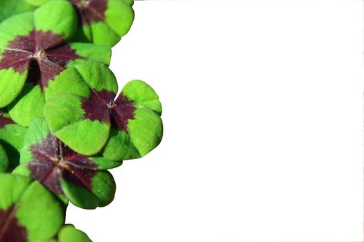 The picture shows a border with lucky clover